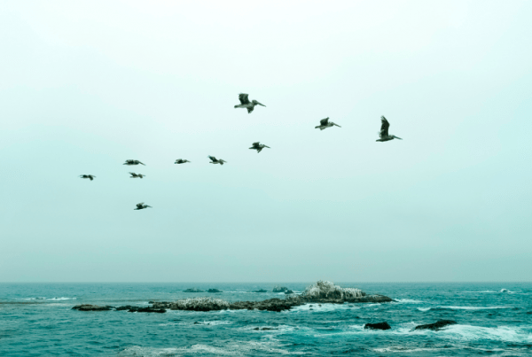 Data Curation